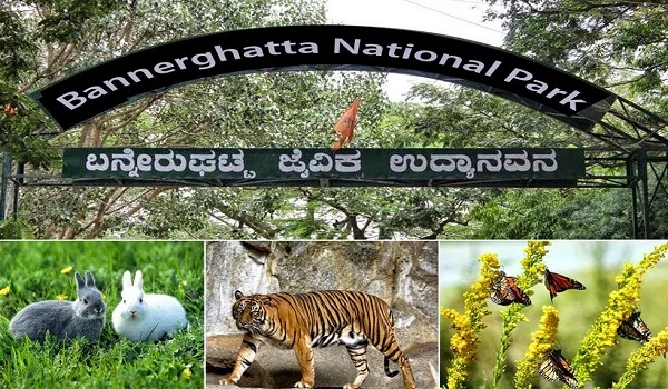 Bannerghatta National Park